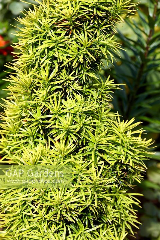 Taxus baccata 'Standishii' - June