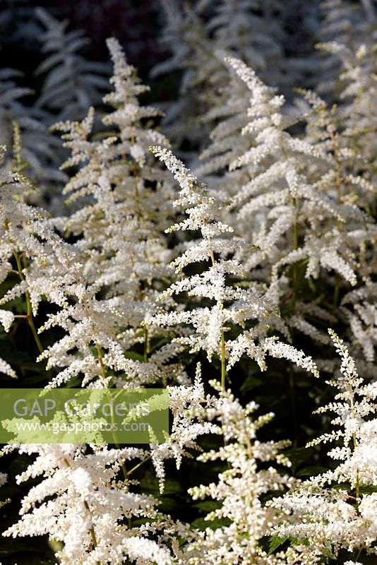 Astilbe x arendsii 'White Queen' - June