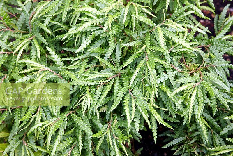 Comptonia peregrina - Sweetfern or Sweet fern. July