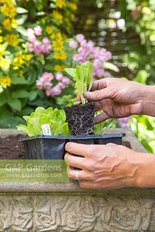Placing Lettuce 'Little Gem' plugs in desired positions.