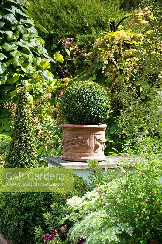 Box topiary in terracotta containers at successive heights on a wall with Vitis in the background. August, Surrey