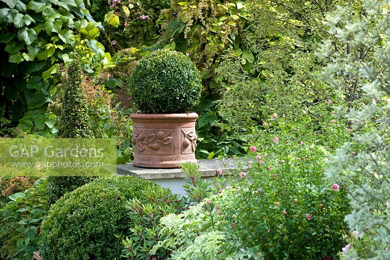 Buxus sempervirens - Box topiary in terracotta containers at successive heights - August Surrey