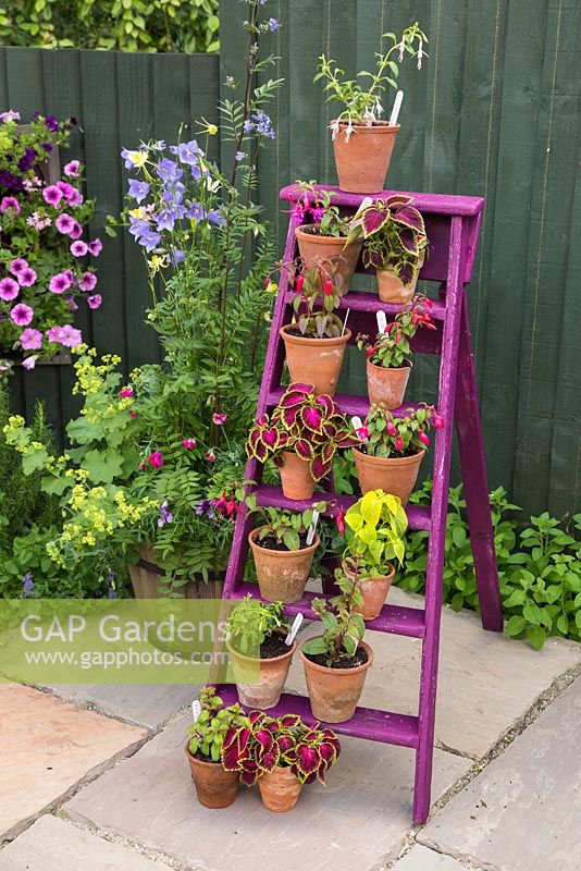 Floral display of Perennial Fuchsias and Coleus on a painted ladder