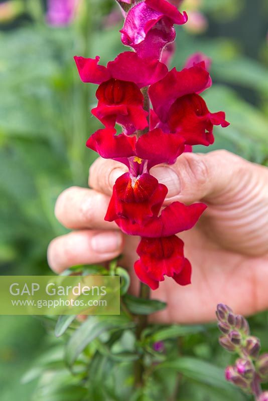 Squeezing flower of Antirrhinum majus Liberty Classic Series Mix, revealing the snapping effect