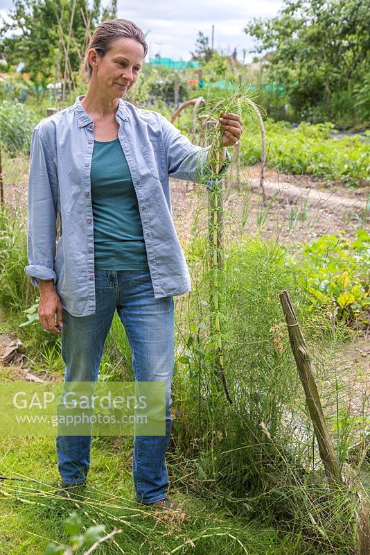 Woman removing Equisetum arvense - horsetail from an allotment plot