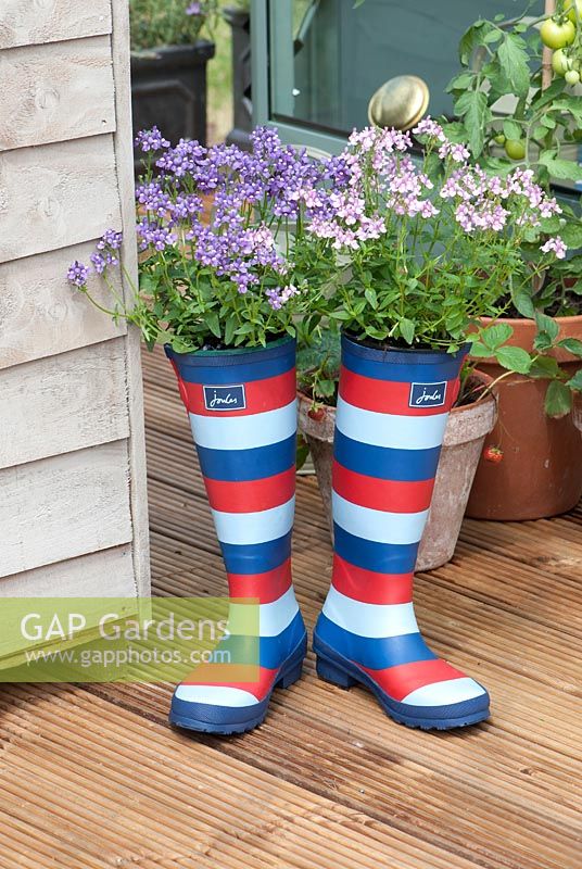 Novelty boots used as planter with Nemesia