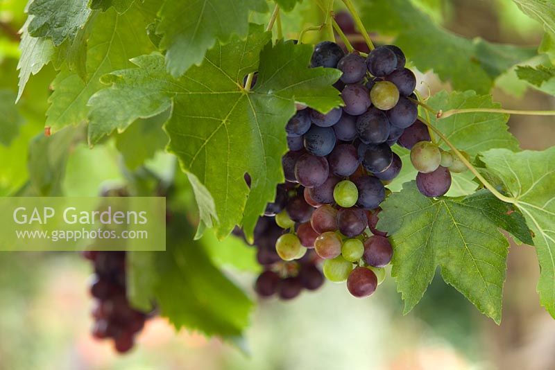 Black Grapes on a vine in the Conservatory. Lincolnshire. August 2014. Summer.