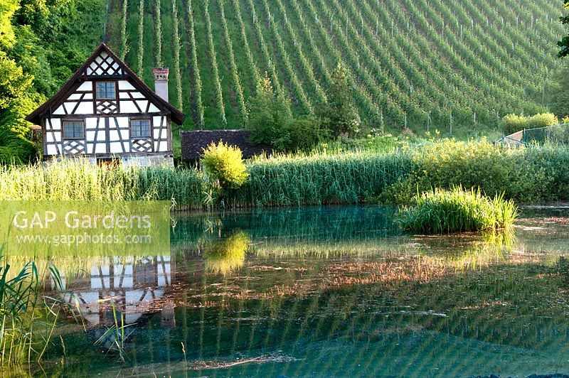 The vineyard reflecting in the natural lake surrounded with Phragmites australis 