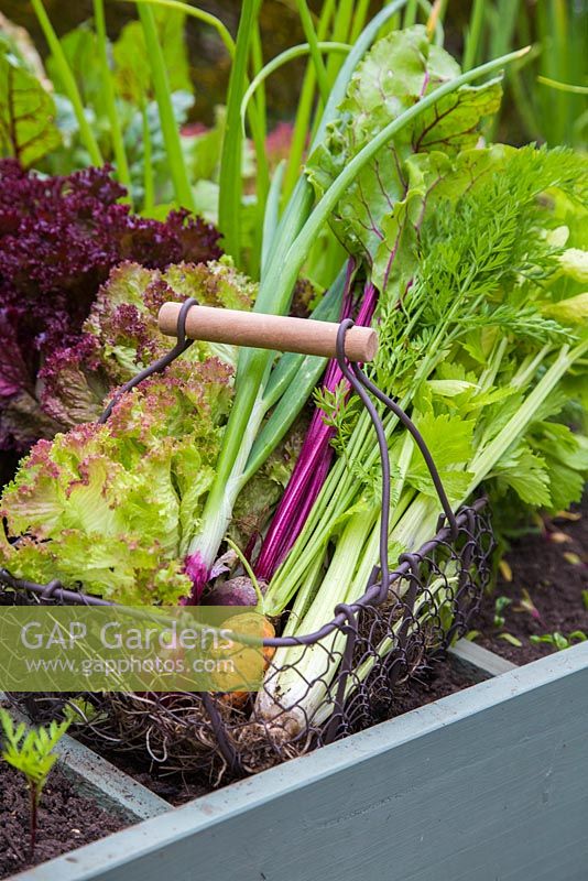 Vegetable harvest sat atop a raised veg trug, featuring square foot gardening. Carrot, Celery, Lettuce, Onion, Beetroot.