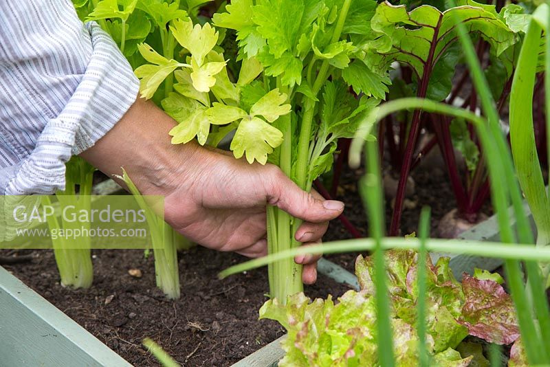 Harvesting Celery from a raised vegetable trug