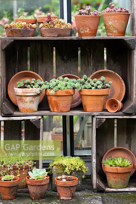 Display of potted drought plants - Sedum and Sempervivum