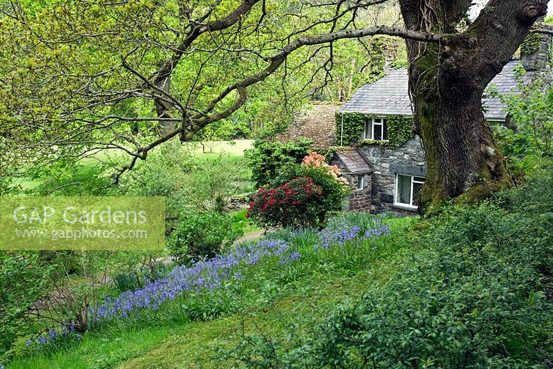 Cottage and garden with Bluebells, Pieris, and Rhododendrons in Spring 