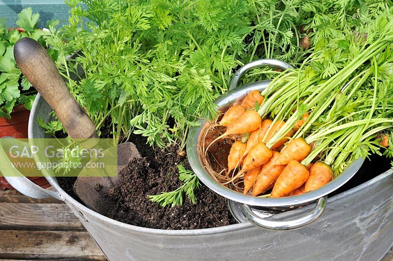 Container grown Carrot 'Parmex', stump rooted variety, freshly picked in colander 