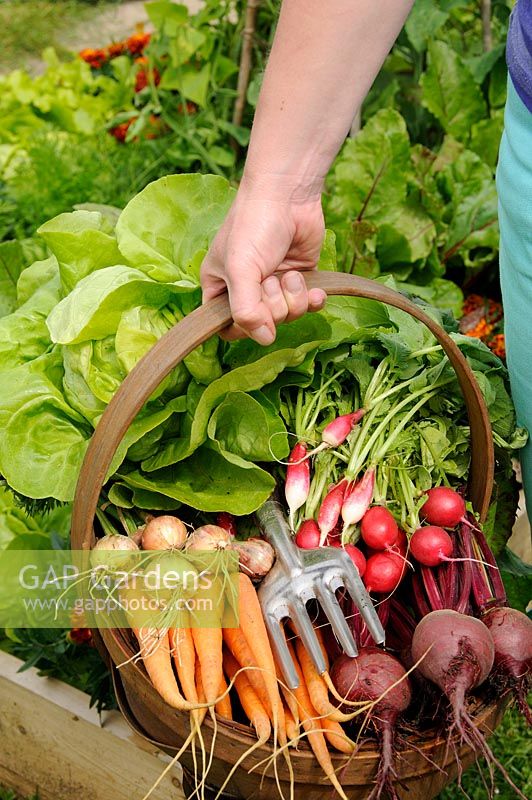 Lady gardener holding trug full of freshly harvested summer vegetables