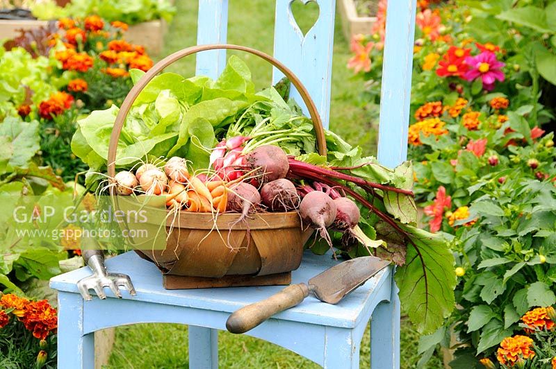 Freshly harvested summer vegetables in a rustic trug on a garden chair with tools