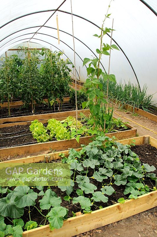Tomatoes, Lettuce, Runner beans and melons growing in poly tunnel