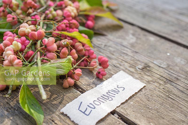 Euonymus - Spindle with paper label. 