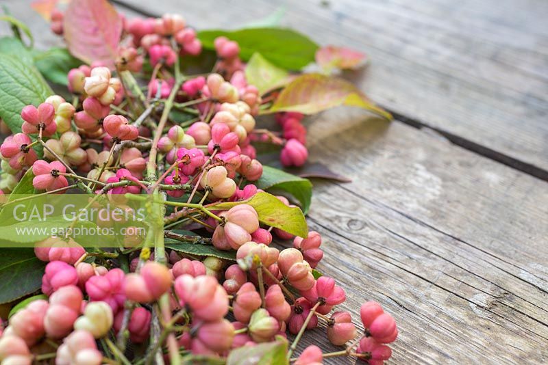 Euonymus - Spindle. 