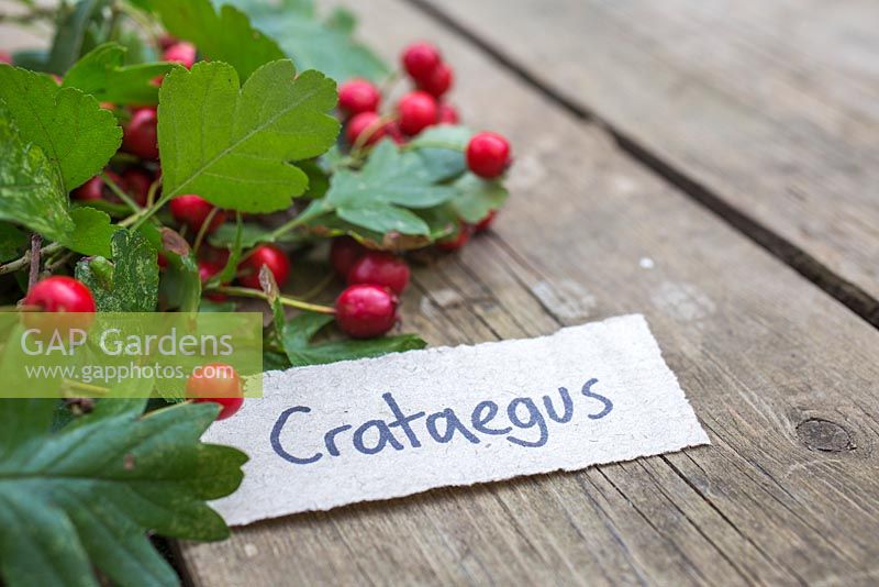 Crataegus - Hawthorn with paper label. 