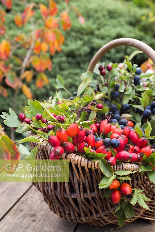 Decorative display in a basket featuring Snowberry, Spindle, Dogwood, Rose hip, Hawthorn and Sloe.