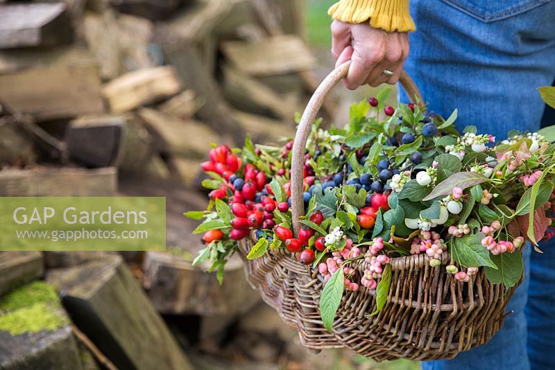 Woman holding basket containing Snowberry, Spindle, Dogwood, Rose hip, Hawthorn and Sloe.