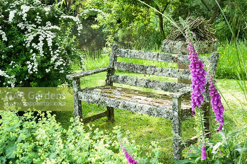 Lichen encrusted wooden bench amongst trees, flowering spiraea, Alchemilla mollis and foxgloves 