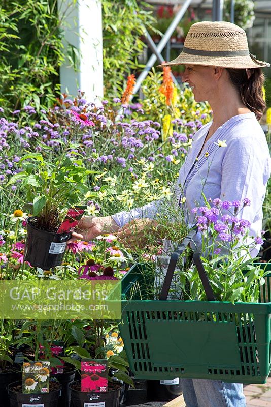 Female customer browsing plants for sale at a garden centre. Echinacea 'PowWow Wild Berry'