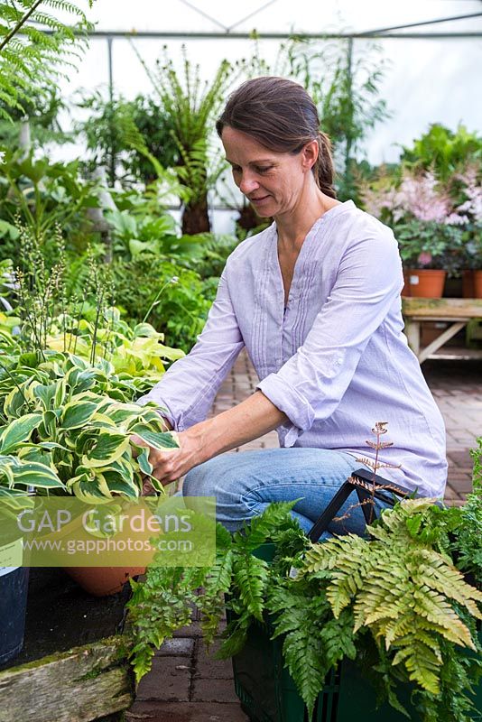 Woman browsing Hostas for sale in shady section of a garden centre
