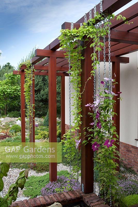 Wooden pergola with metal support chains and Clematis in flower