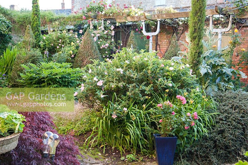 A courtyard garden features reclaimed and salvaged objects and strongly shaped plants including clipped lonicera, tall thin conifers, acers and lots of roses including Rosa 'Fru Dagmar Hastrup'. 