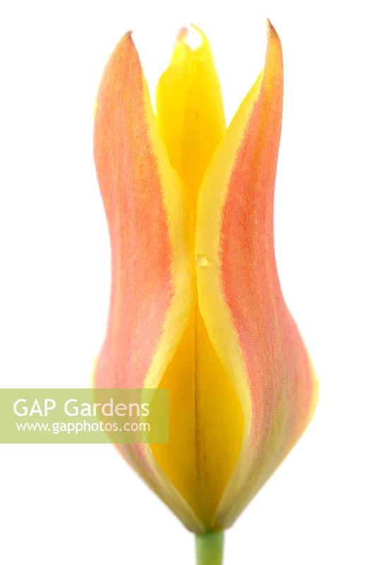 Tulipa kolpakowskiana AGM.  Kolpakowsky's tulip  