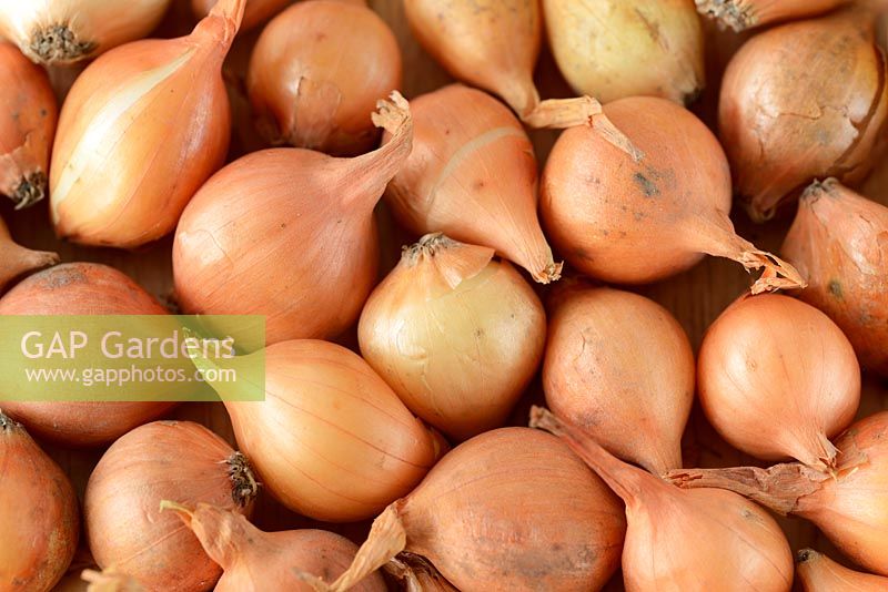 Allium Cepa 'Stuttgarter' - Onion sets,  January