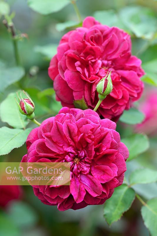 Rosa' Darcy Bussell'