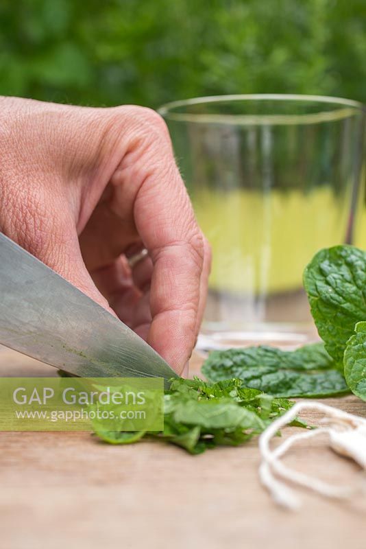 Cutting Mentha spicata 'Tashkent' leaf into thin strips. 