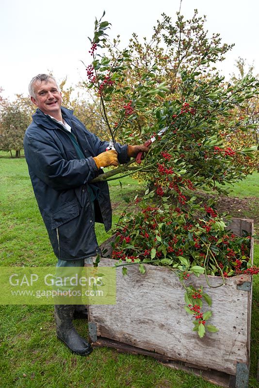 Nick Coller starting the annual holly harvest, here loading cuttings from Ilex aquifolium 'J. C. Van Tol' into the crates used to transport them to customers