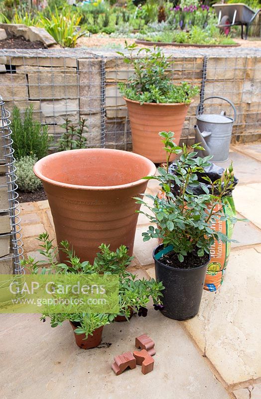 Terracotta pot ready to be planted with Calibrachoa 'Black Cherry' Can Can series and Rosa 'Sweet Dream' - 'Fryminicot'