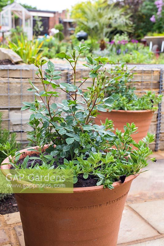 Container planted with Calibrachoa 'Black Cherry' Can Can series and Rosa 'Sweet Dream' - Fryminicot.