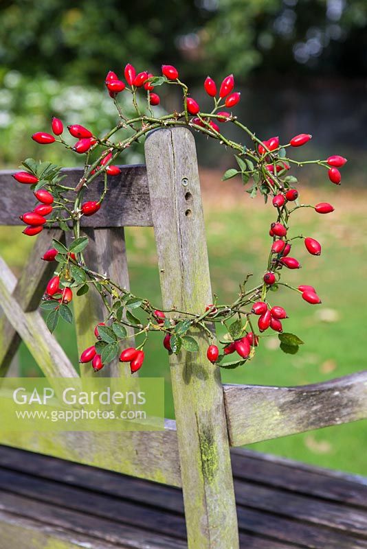 Completed rosehip wreath hanging on the edge of a wooden bench. 
