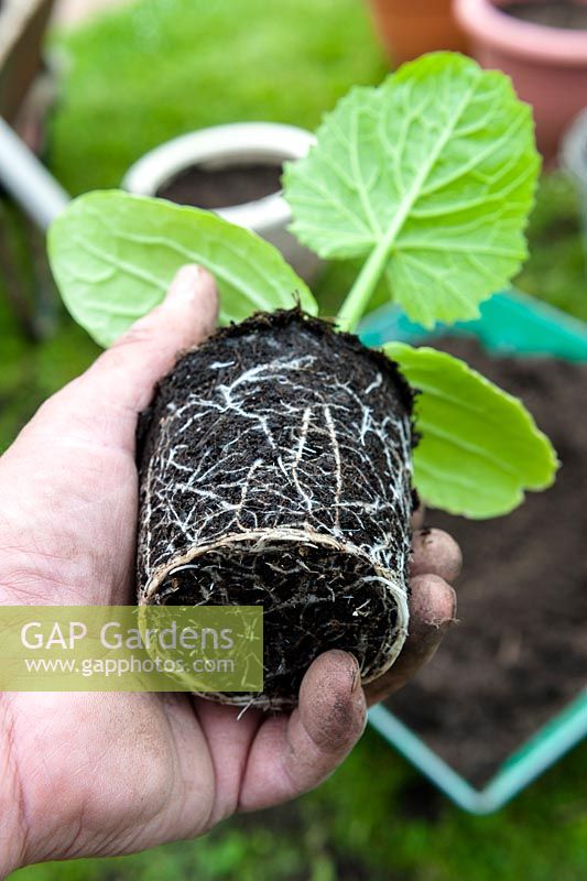 Gardener holding a courgette plant showing a healthy root system