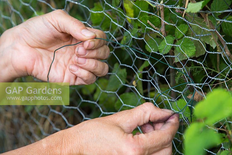 Fencing off a Rabbit hole - Securing chicken wire to fencing with twine