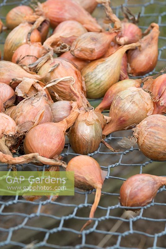 Garden shallots drying on wire netting