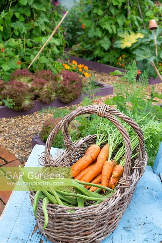 Home grown carrots and runner beans in wicker trug