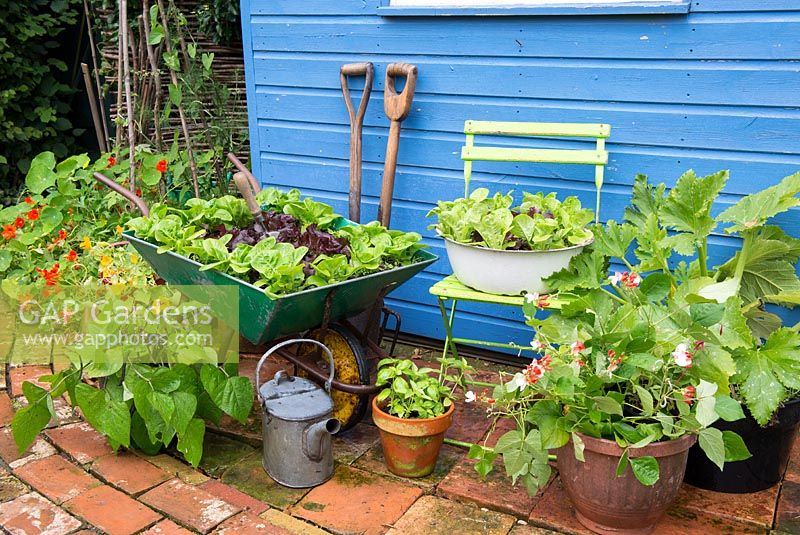 Small garden corner with old wheelbarrow and old enameled bowl planted with lettuce varieties 'Little gem pearl' and 'Dazzle'