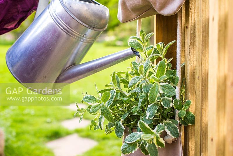 Watering  mentha suaveolens 'variegata' -  pineapple mint in vertical planter. 