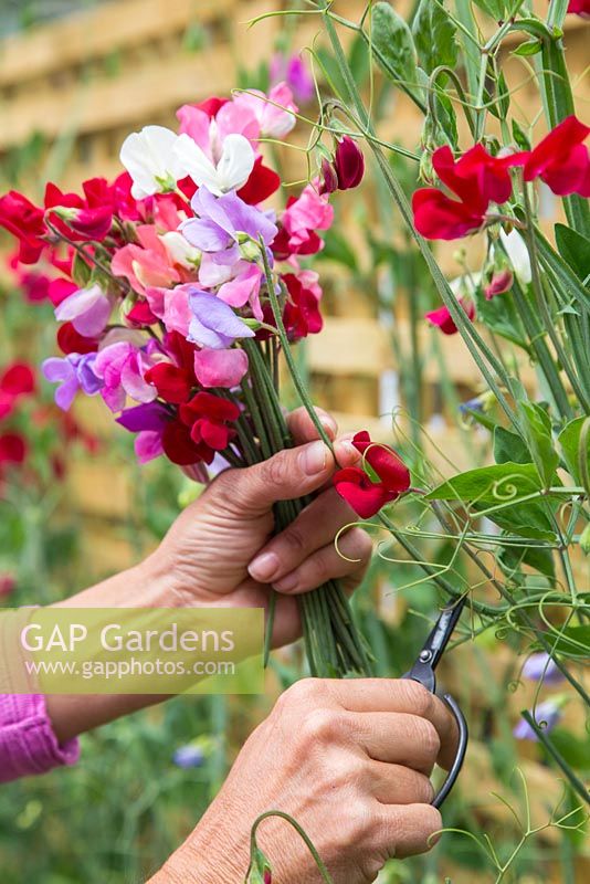 Gathering a bouquet of Sweet peas