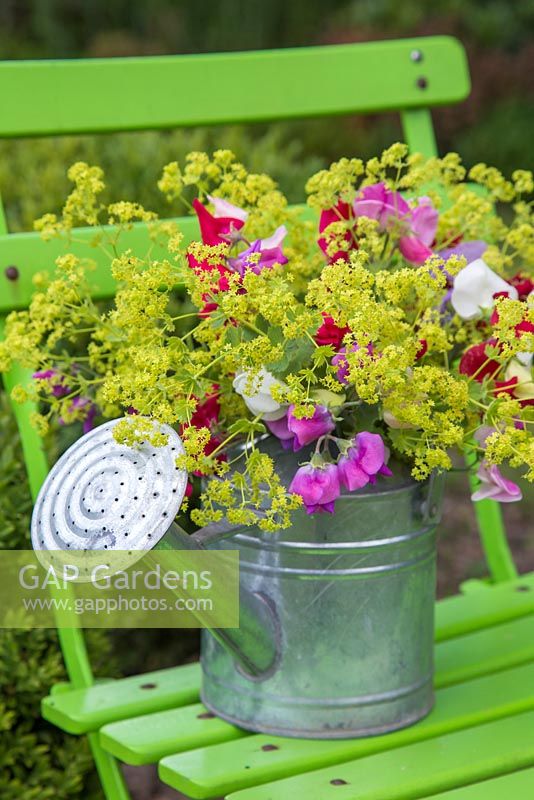 Floral display of Alchemilla mollis and Sweet peas in a watering can