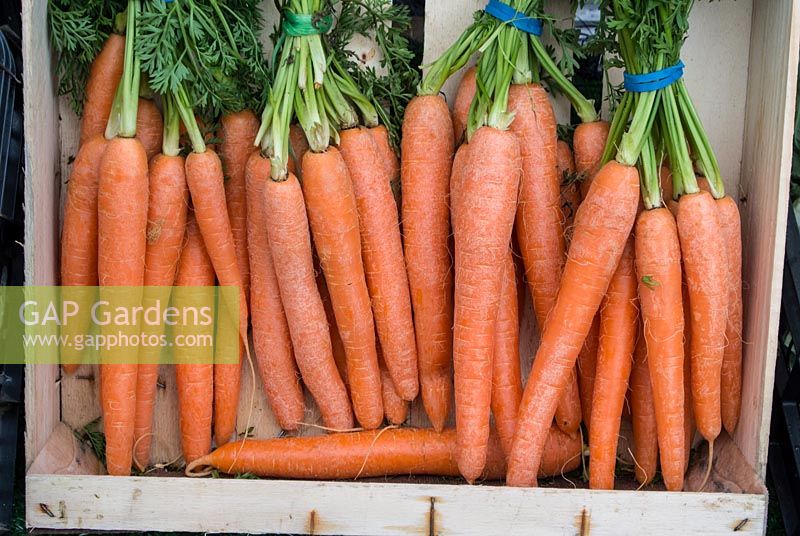 Carrots with green tops
