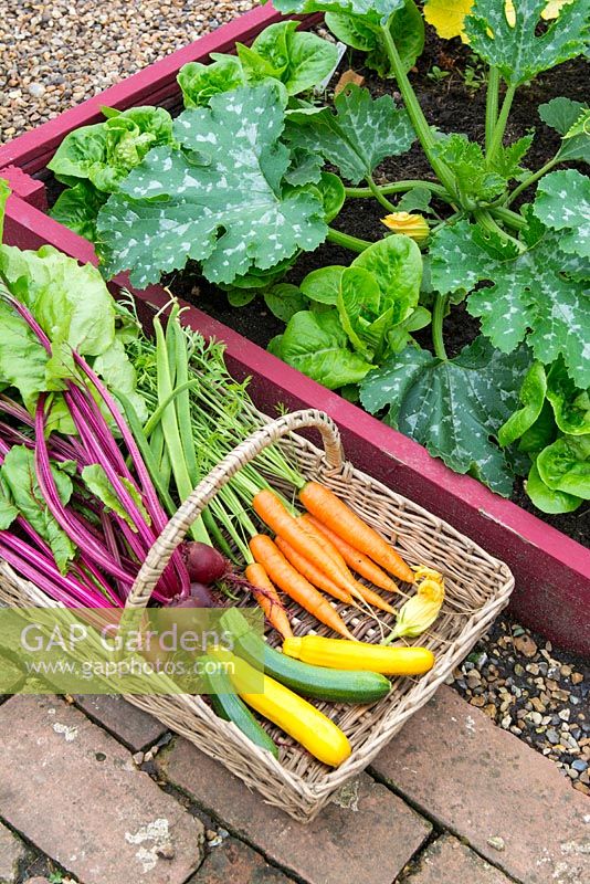 Freshly harvested summer vegetables, carrots, beetroot, runner beans and courgettes in wicker trug on garden path, England, July.
