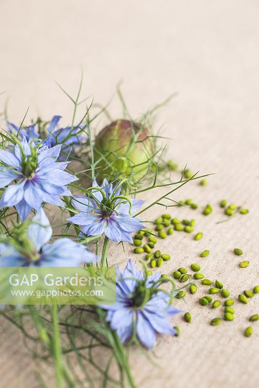 Flowers, seed heads and seeds of Nigella damascena - Love in a mist