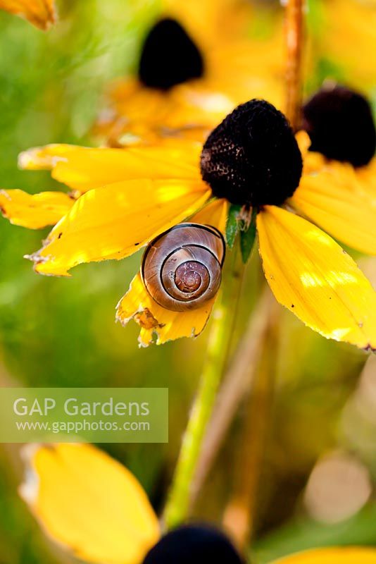 Snails on Rudbeckia flower.